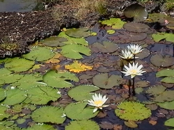 Su A Laka Moir Gardens...