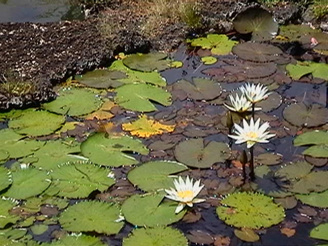 Su A Laka Moir Gardens, Kauai, Hawaii, 