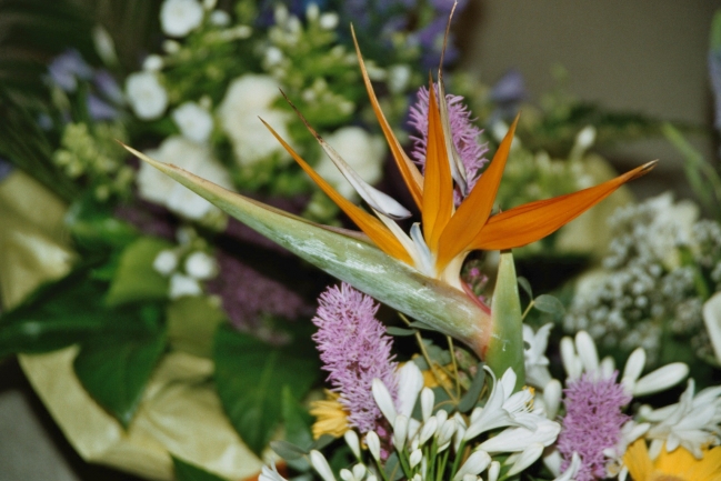 Bird of Paradise (Blumensträusse), Strilizie