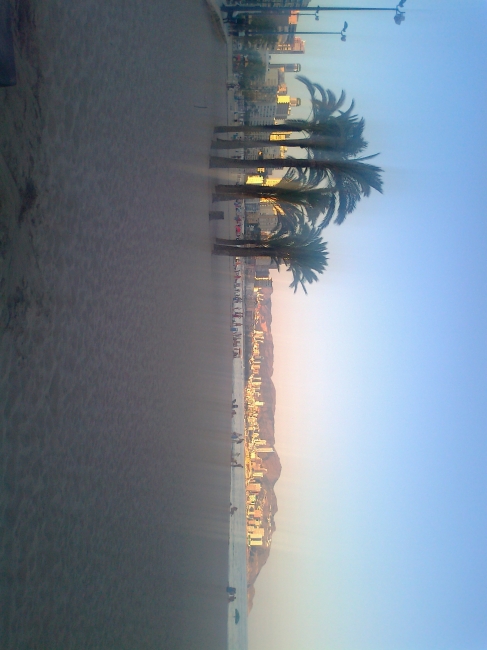 Palms on Poniente beach, 