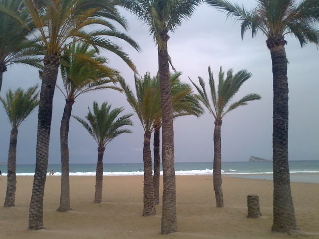 Palms on a windy day, 