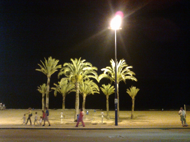 Palms at the nightly beach, 