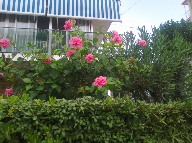 Flowers, on the paseo of Calle de Santander, in front of Edif. La Cumbre