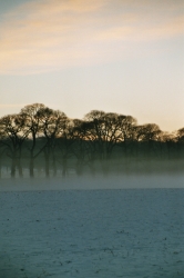 Nebel in den Bäumen