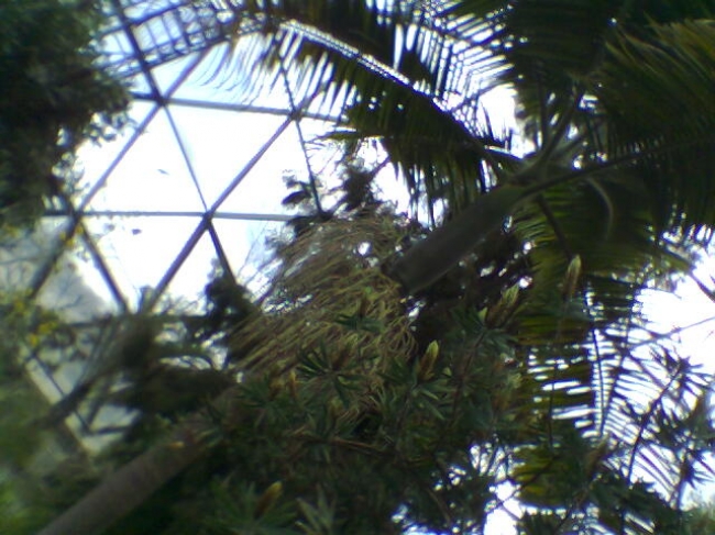 Im Dome des Botanischen Gartens der Universität Düsseldorf, 