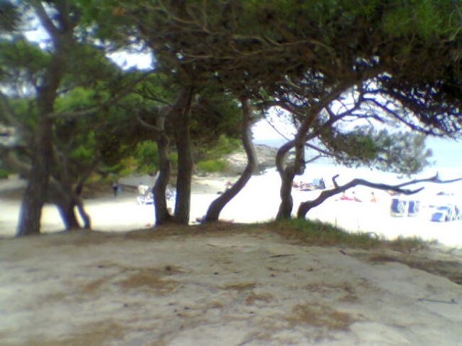 beach pines, 
