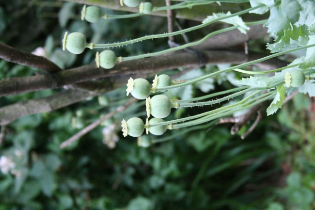 Mohnblume, 