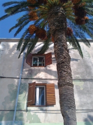 Palm and windows
