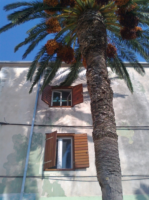 Palm and windows, 