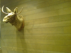 Moose head