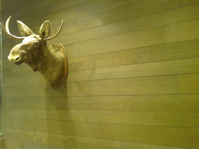 Moose head, found in the staircase of the Marc O'Polo flagship store munich on theatiner