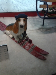 The Tommy Hilfiger Beagle