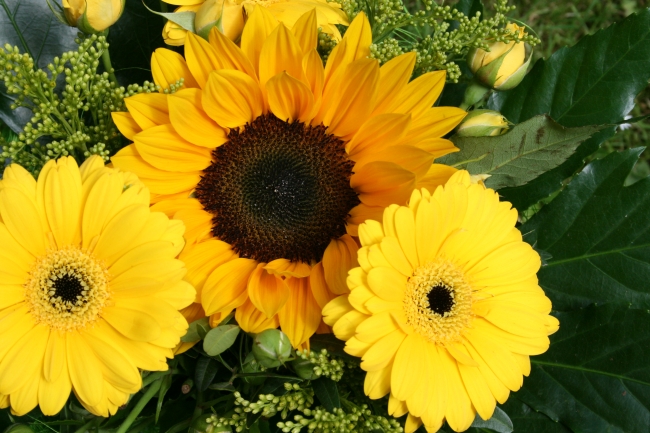 Sonnenblume und Margeritte, Gelb!