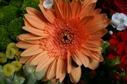 Orange Margueritte