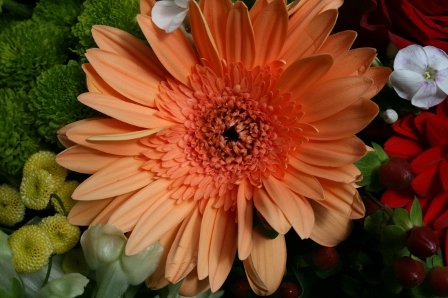 Orange Margueritte, 