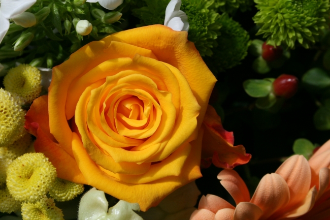 Gelbe Rose, 