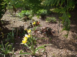 Beet mit Blumen