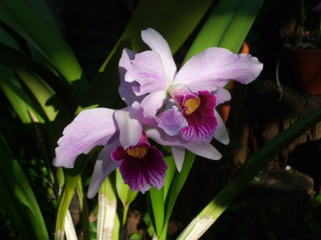 Orchidee, 