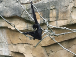 Schwarzer Affe im Zoo ...