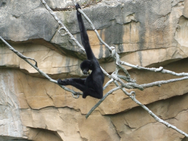 Schwarzer Affe im Zoo von Hannover, 