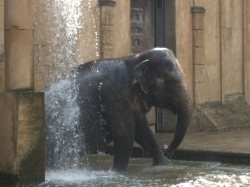 Badender Elephant