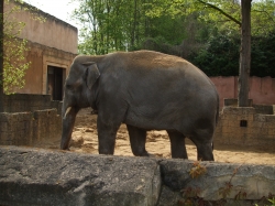 Elephant