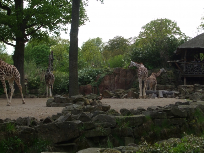 Giraffen, 