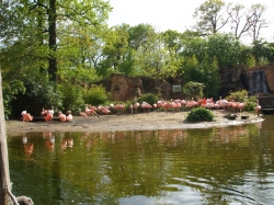 Flamingos