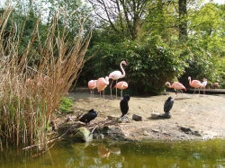 Flamingos