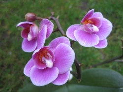 Orchidee