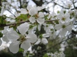 Kirschblüten