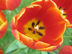 Tulpe