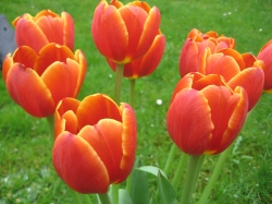 Tulpe