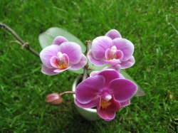 Orchidee