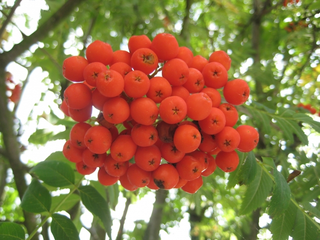 Vogelbeeren, 