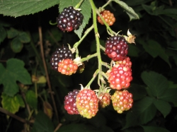 Brombeeren