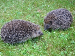 Zwei Igel im Gras