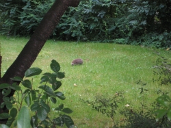 Ein Igel auf der Wiese