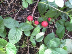 Wilde Erdbeeren