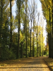 Waldweg