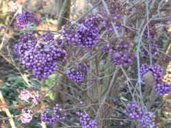 Violette Vogelbeeren