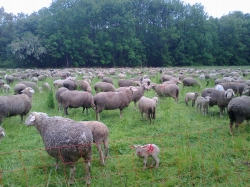 Sheep in Freimann