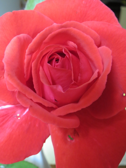 Rosenblüte, 