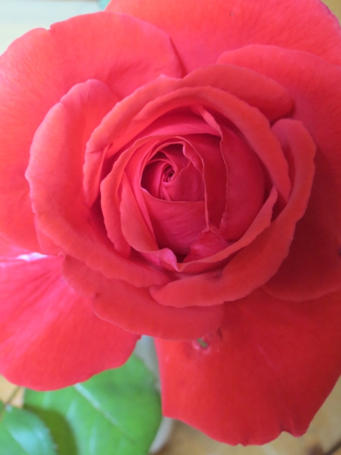 Rosenblüte 2, 