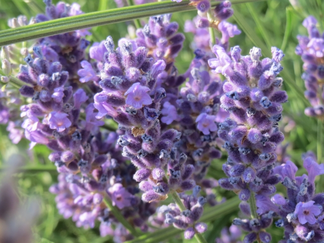 Lavender Blossoms, 