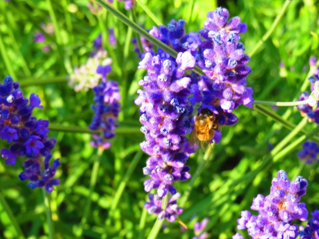 Blauer Lavendel, 