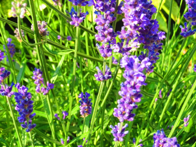 Blauer Lavendel, in knalligen Farben