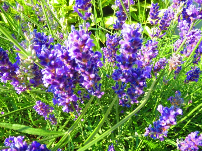 Lavendel, in knalligen Farben, in-camera