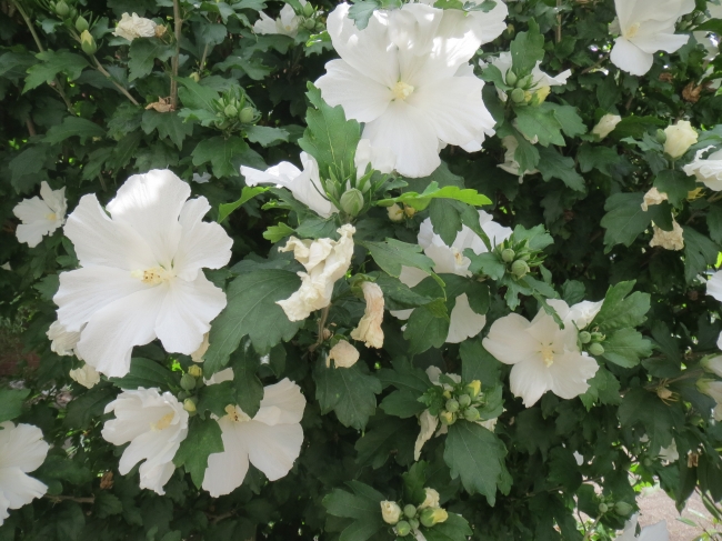 Weisse blüten, 