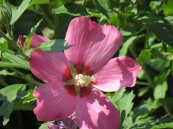 Rosé Blüte